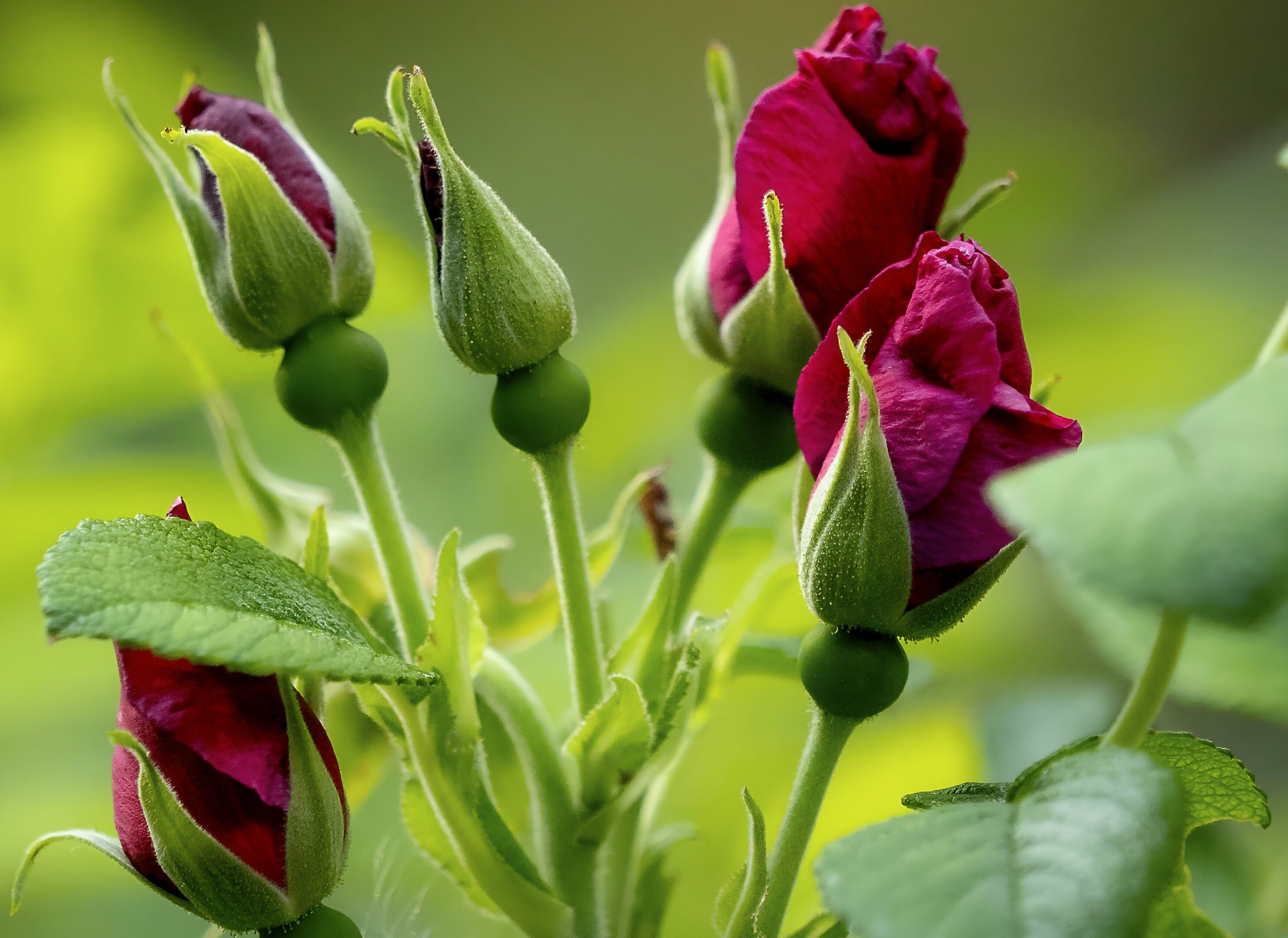 Зеленые бутоны