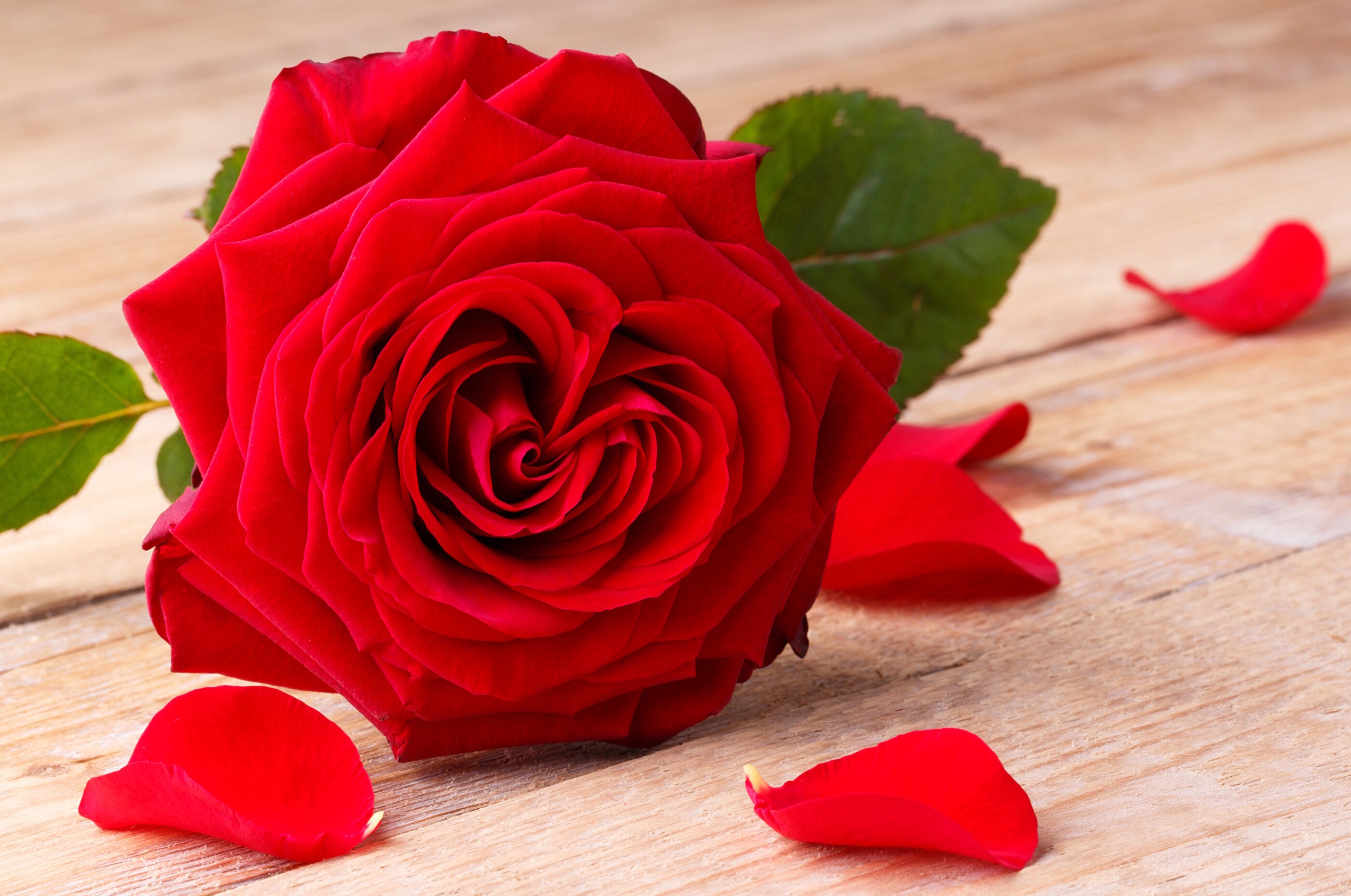 Красная роза и лепестки