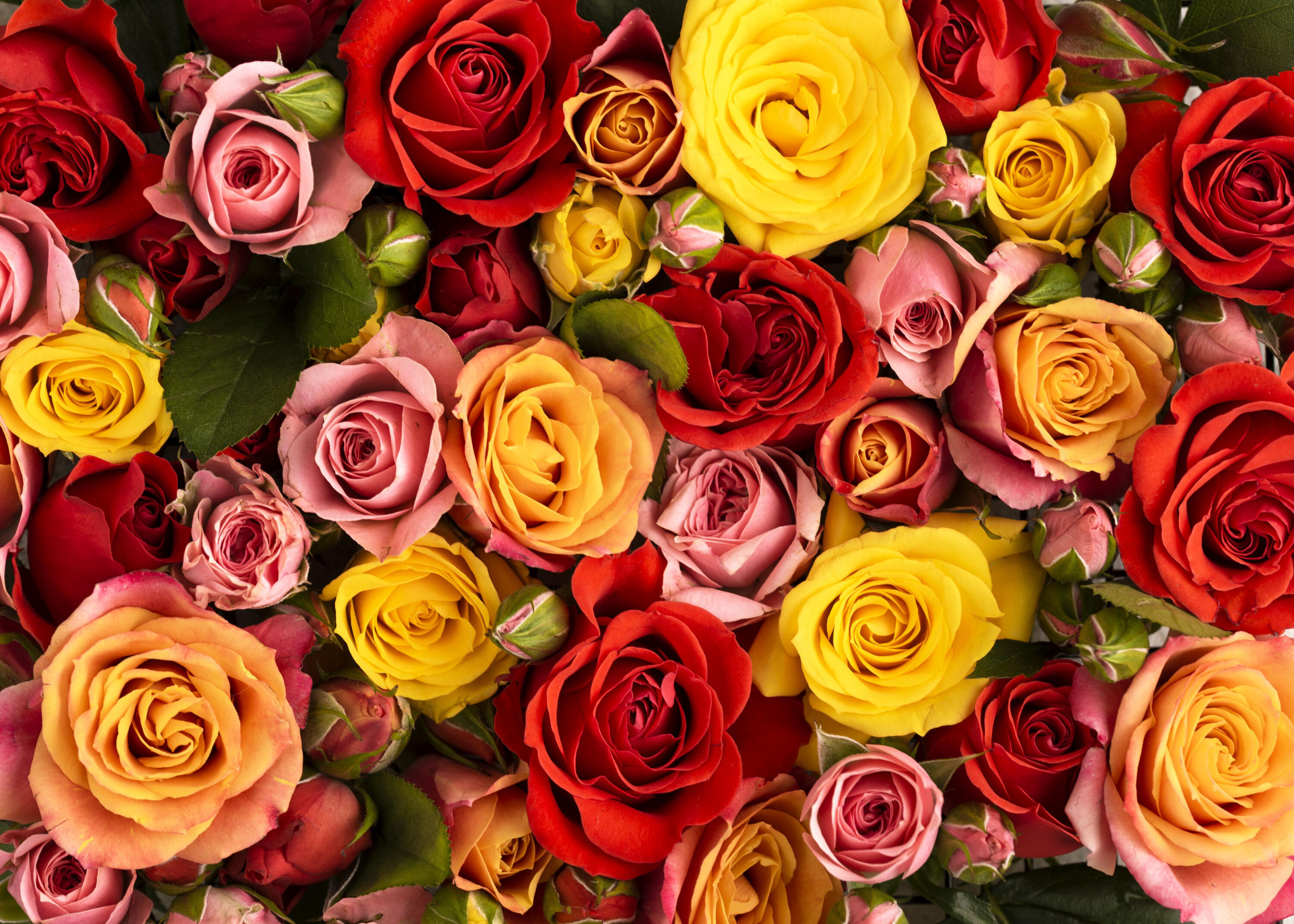 Желтые и розовые розы