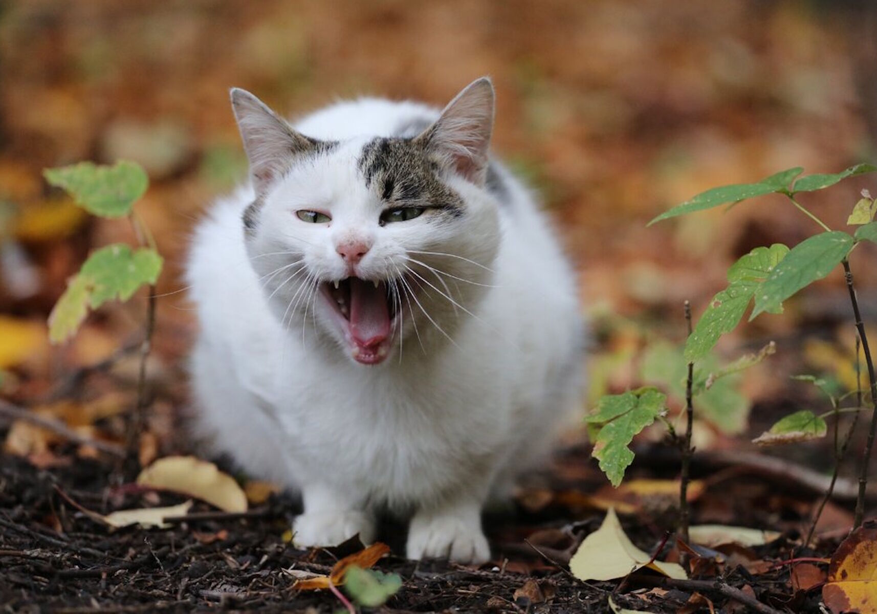 Поющая кошка