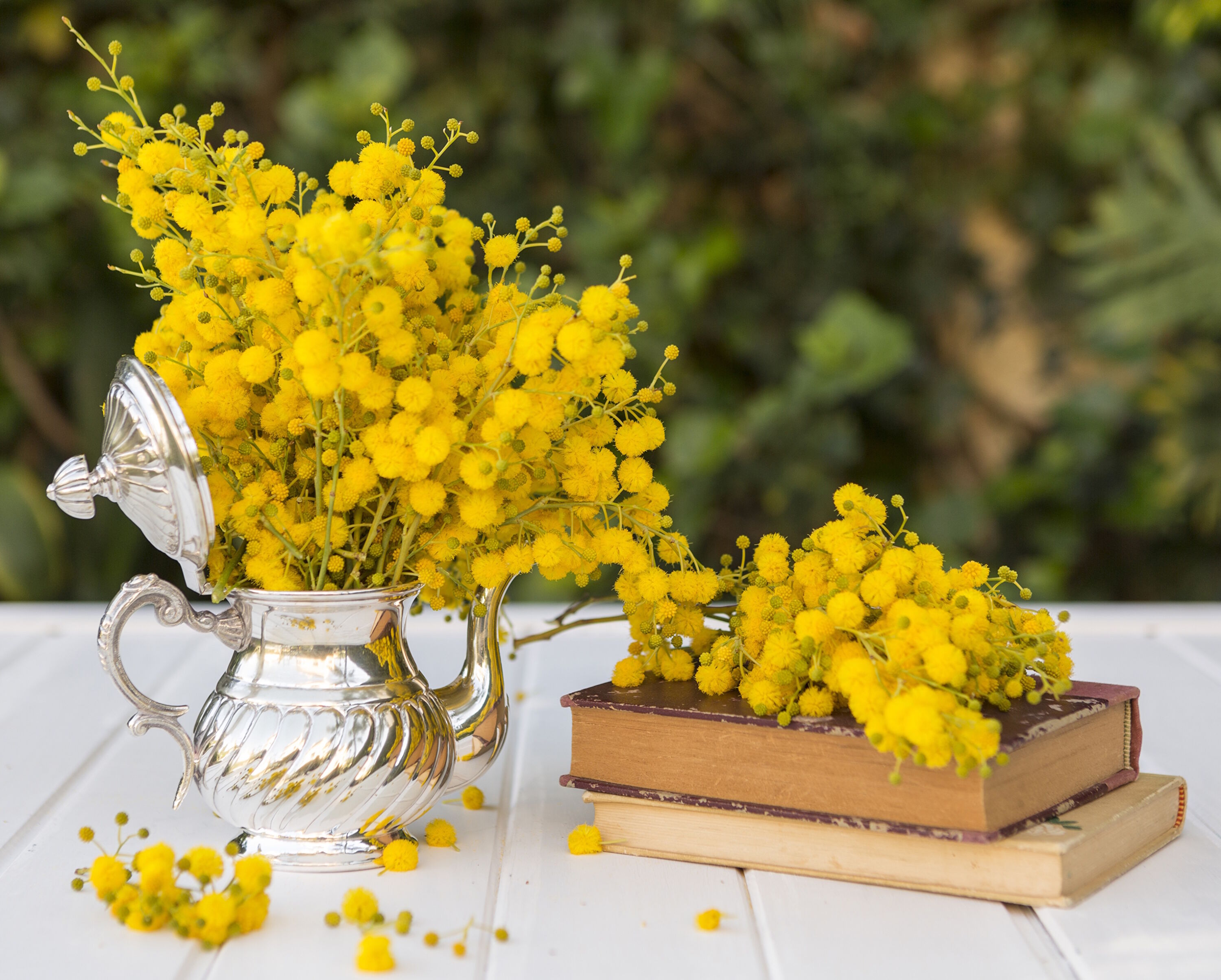 Цветочки мимозы