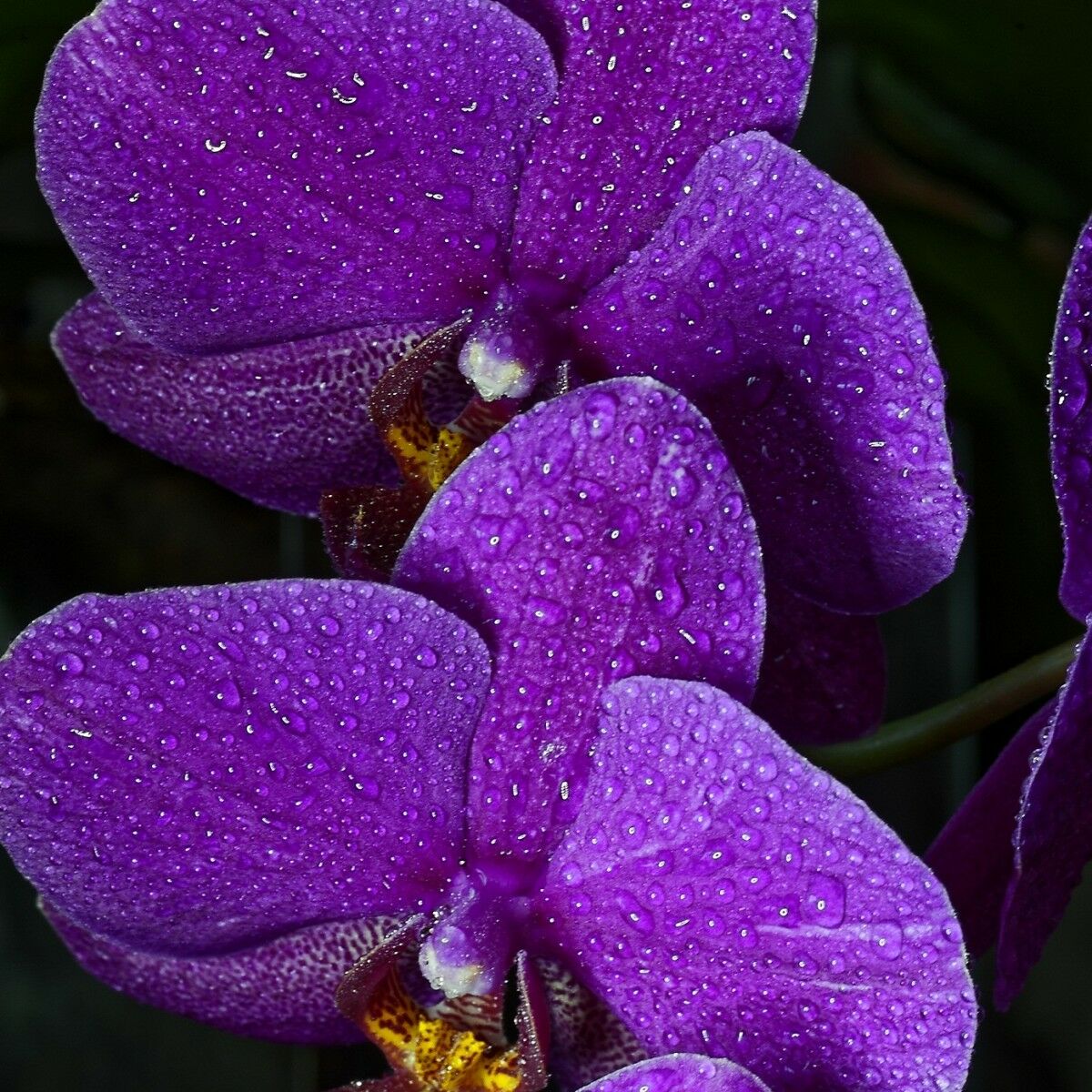 Фаленопсис фиолетовый