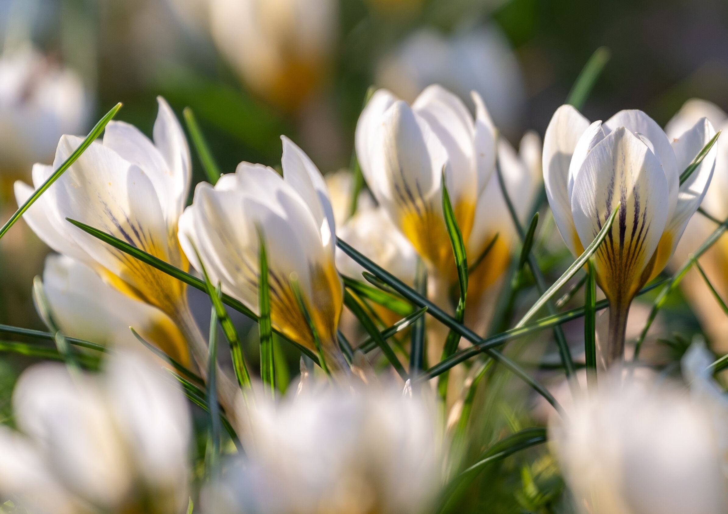 Белые крокусы на клумбе