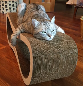 Кошка на когтеточке