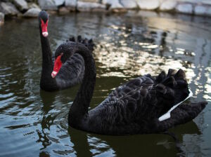 Черные лебеди в воде
