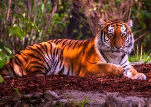 Полосатый красавец