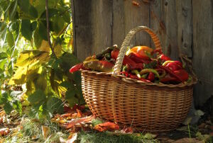 Перчики в корзине