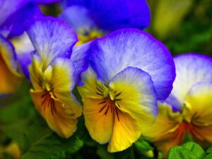 Сине-желтые фиалки