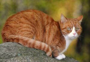 Анатолийская кошка