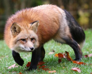 Лисья атака