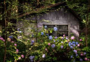 Гортензия у домика