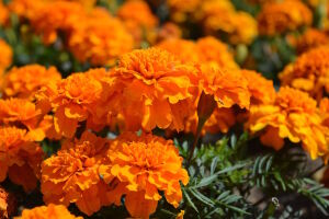 Бархатцы на клумбе