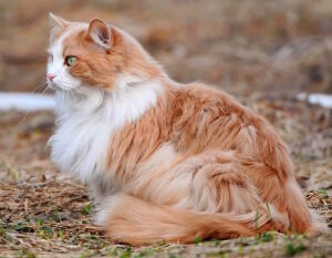 Норвежская лесная кошка