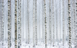 Зимние березы