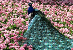 Павлин на цветах