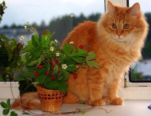 Рыжик и земляника