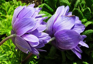 Сиреневый прострел