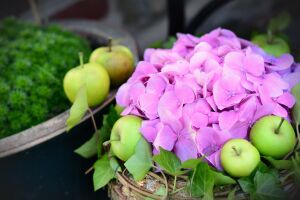 Яблочки и гортензия