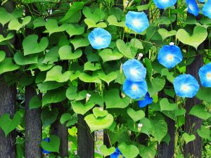 Ипомея на заборе