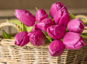 Тюльпаны малиновые