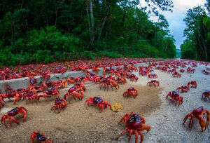 Красные крабы