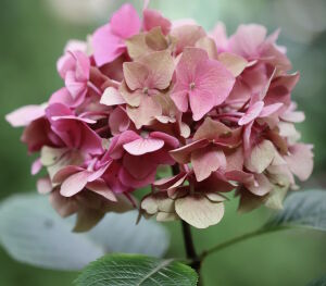 Розовая гортензия макро