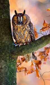 Ушастая испуганная сова