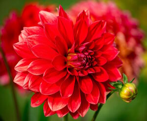 Красная пышная георгина