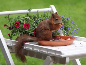 Грызун ест семечки