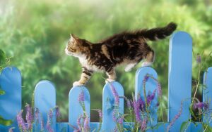 Кошка на заборе