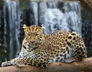 Ягуар у водопада