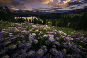 Цветы на холме