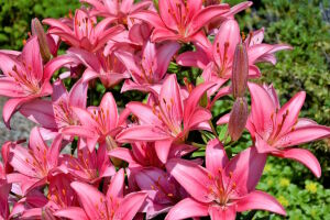 Лилия Пинк Каунти