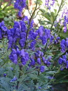 Борец клобучковый