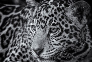 Серый ягуар