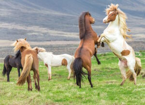 Дикие лошади