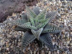 Кактус в камушках