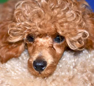 Карликовый пудель персиковый