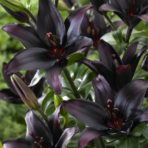 Черные лилии шарм