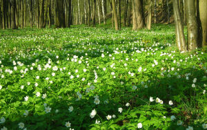 Ветреница лесная