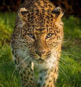 Леопарда взгляд