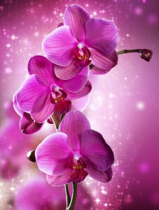 Розовая орхидея