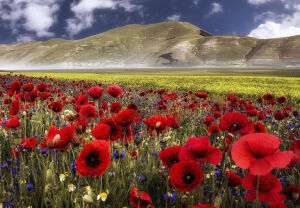 Маки и горы