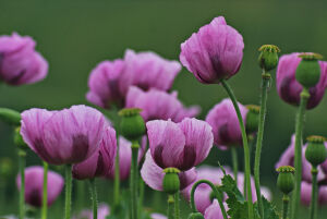 Маки сиреневого цвета