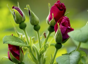 Зеленые бутоны