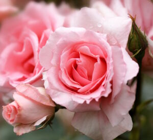 Нежные розы с каплями