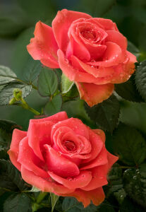 Две алые розы