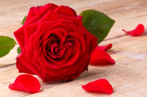 Красная роза и лепестки