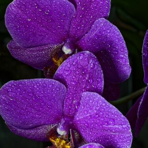 Фаленопсис фиолетовый