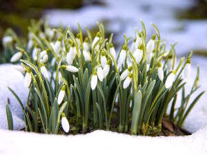 Подснежники и снег